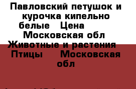 Павловский петушок и курочка кипельно белые › Цена ­ 500 - Московская обл. Животные и растения » Птицы   . Московская обл.